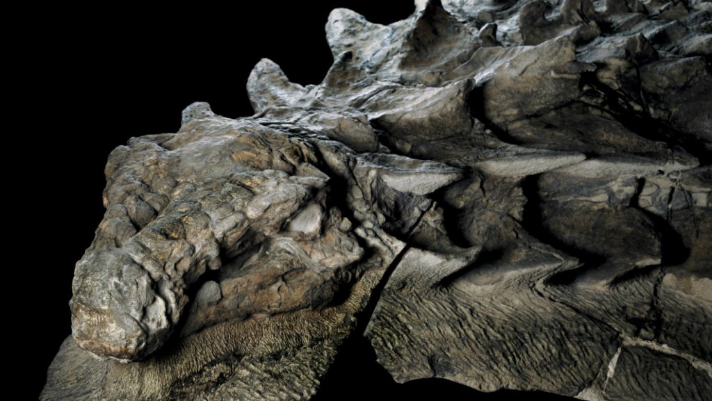 dinossauro mumificado nodossauro nodosauro sauro relevo riqueza de detalhes fotografia