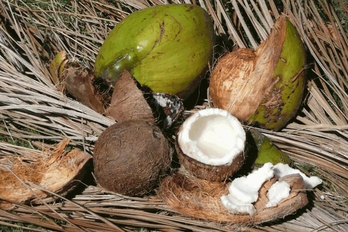 engenharia de produção com casca de coco