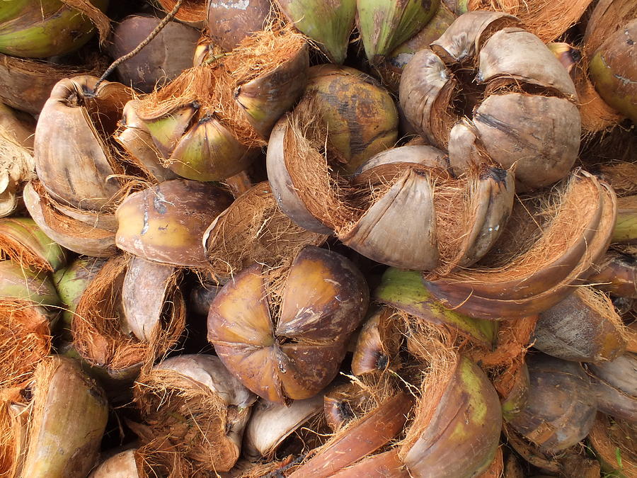 coconut-shell-phuwadet-kitthongplew